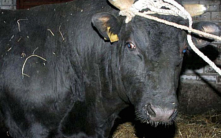 Agresywny byk zabił 58-latka
